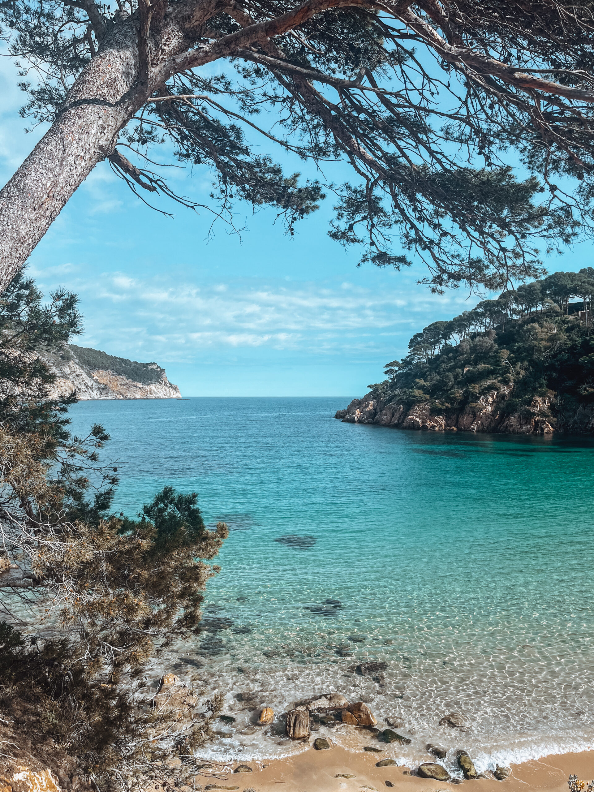 A pine-framed cove on the Costa Brava