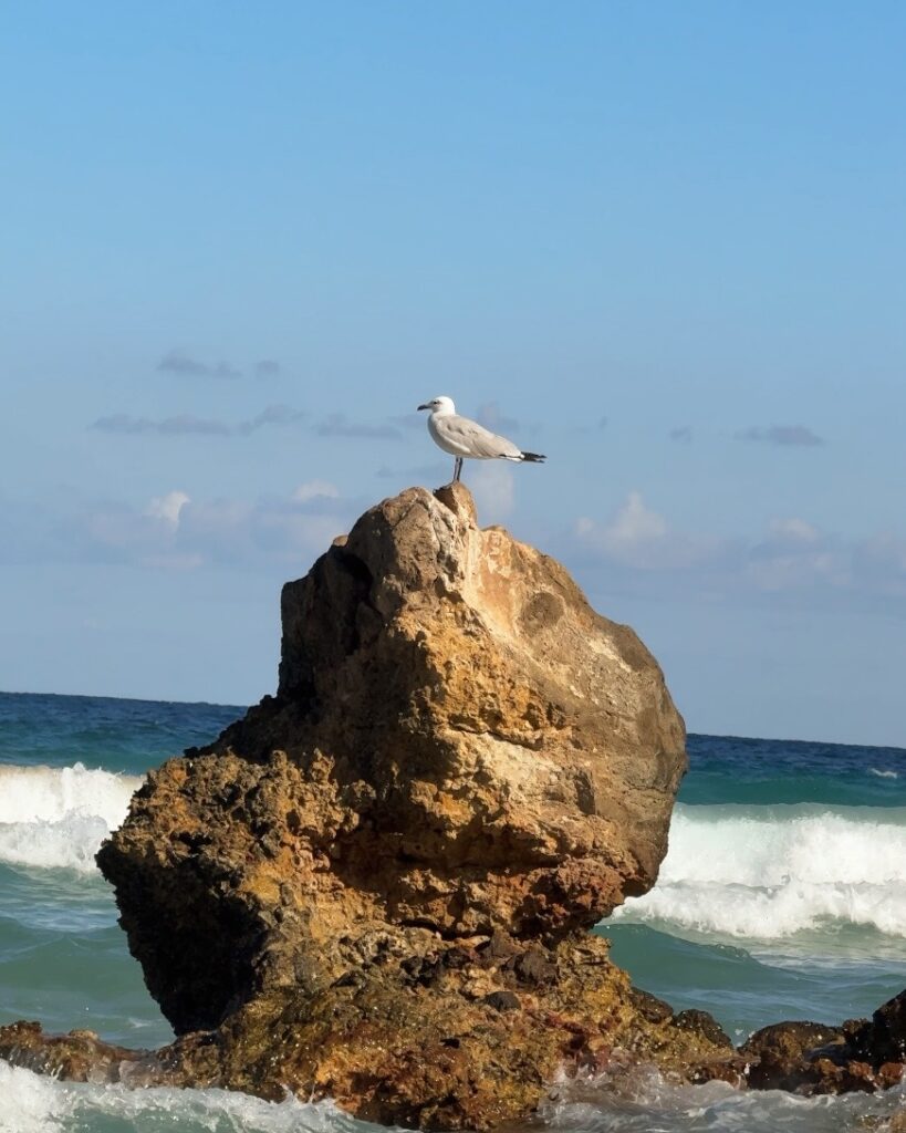 Seagull on a rock by the sea at Cala Nova